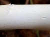 Бледная поганка, Amanita phalloides