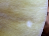 Бледная поганка, Amanita phalloides