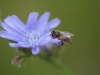 Пчела на цикории