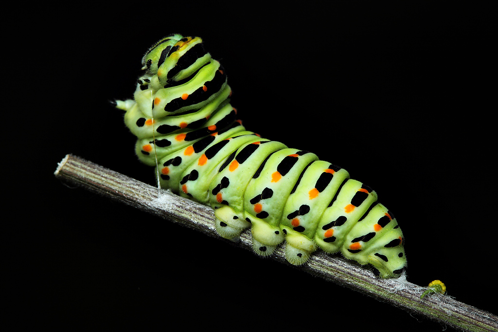 Махаон Papilio machaon