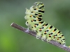Махаон Papilio machaon