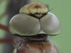 Стрекоза Коромысло большое, Aeshna grandis Linnaeus