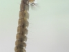 Личинка комара Culex