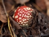 Мухомор красный Amanita muscaria