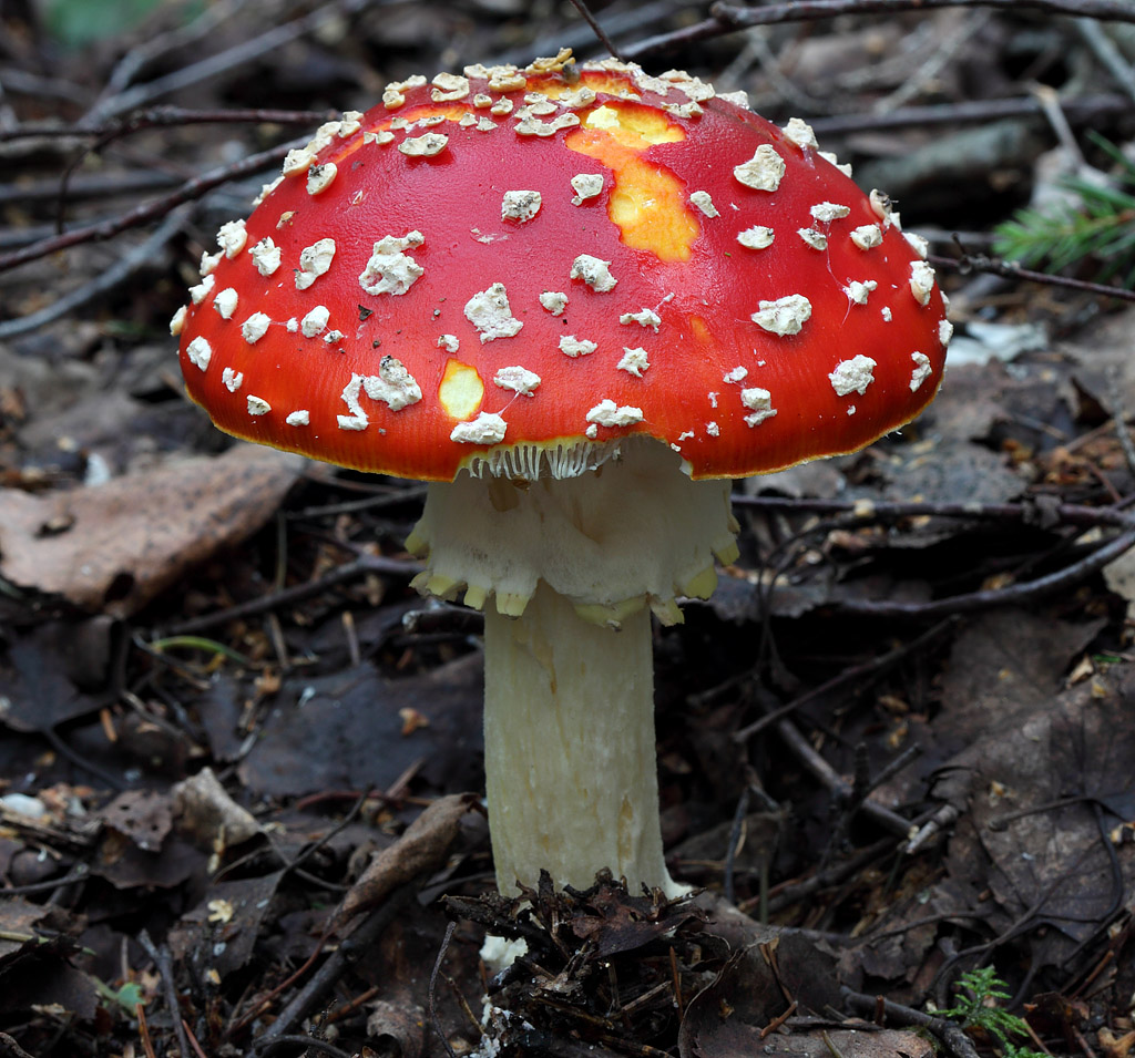 Мухомор красный Amanita muscaria