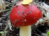 Мухомор красный Amanita muscaria