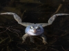 Нерест лягушки остромордой Rana arvalis