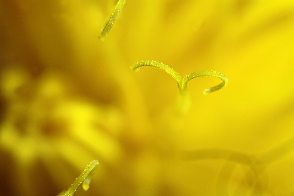 Внутри цветка одуванчика