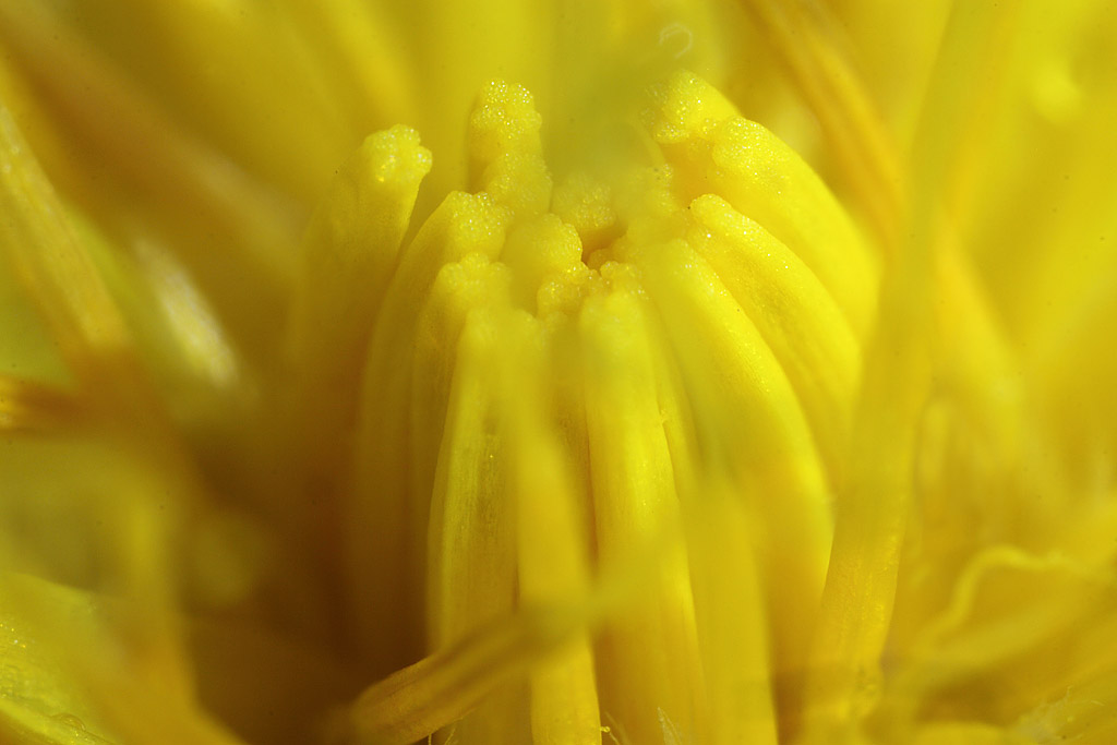 Внутри цветка одуванчика