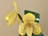 paphiopedilum concolor