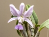 cattleya walkeriana coerulea