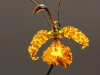 psychopsis kramerianum