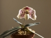 paphiopedilum godefroyae