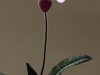 paphiopedilum delenatii vinicolor