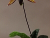 paphiopedilum wardii "Black Wings"