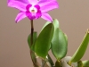 Laelia sincorana