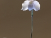 paphiopedilum niveum