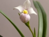 phragmipedium schlimii