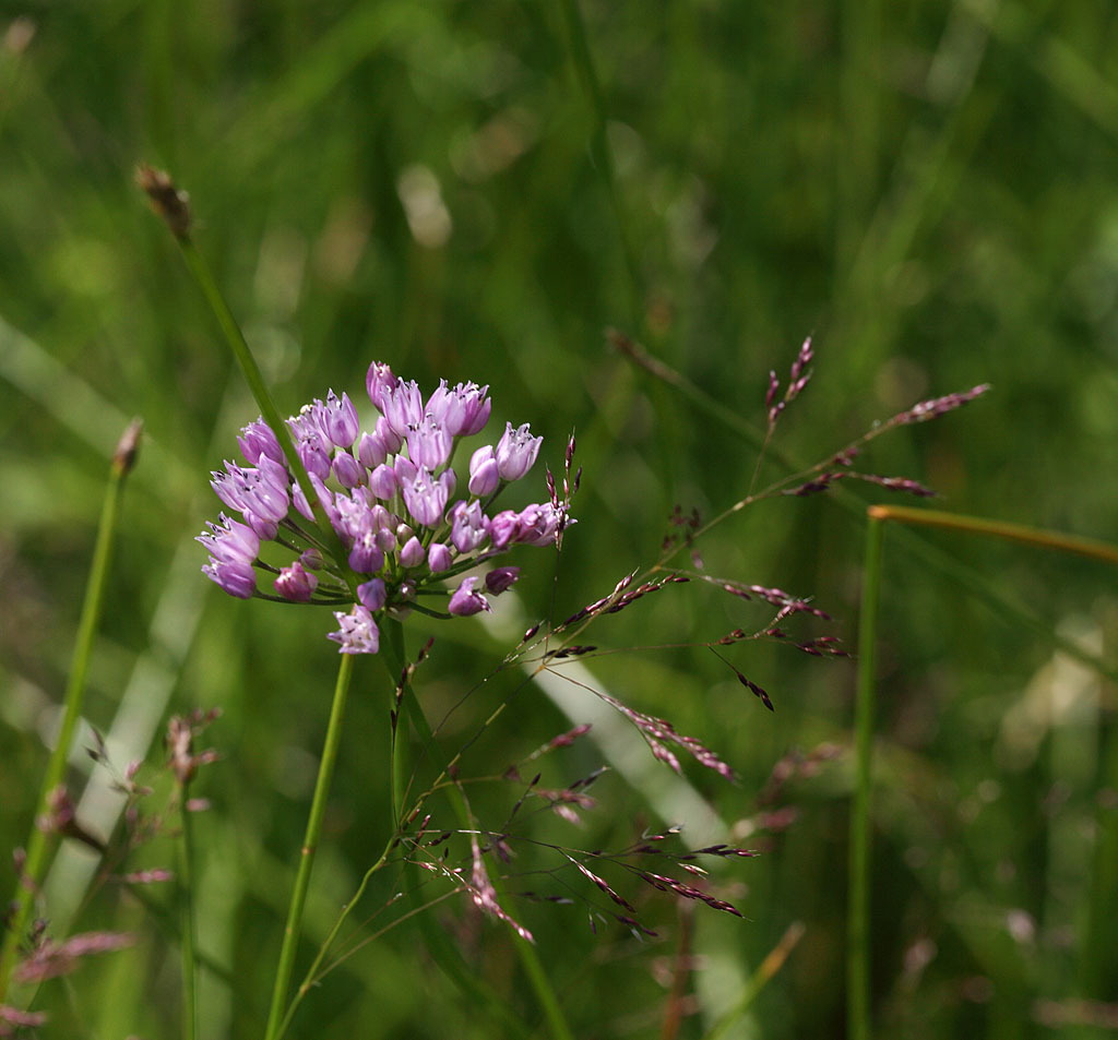 Дикий лук Allium