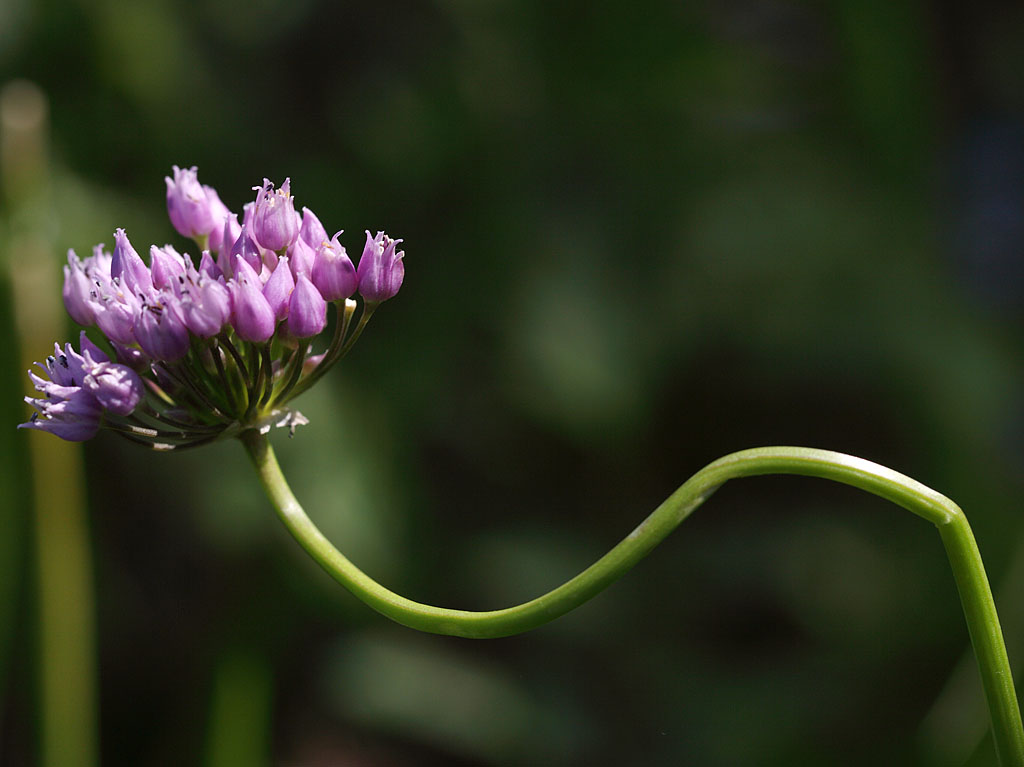 Дикий лук Allium