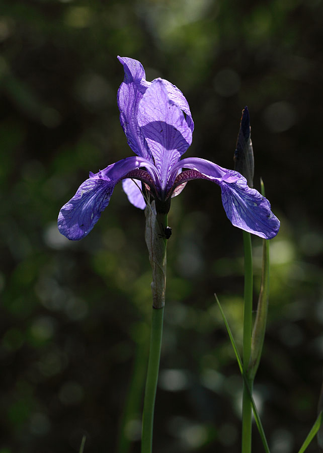 Ирис дикорастущий Iridaceae