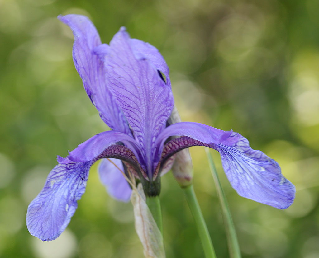 Ирис дикорастущий Iridaceae