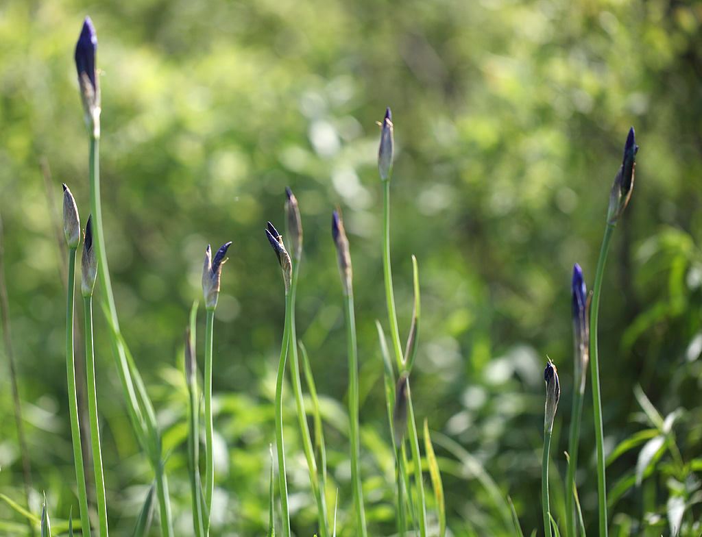 Ирис дикорастущий Iridaceae