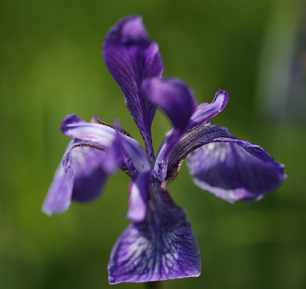 Ирис дикорастущий Iridaceae