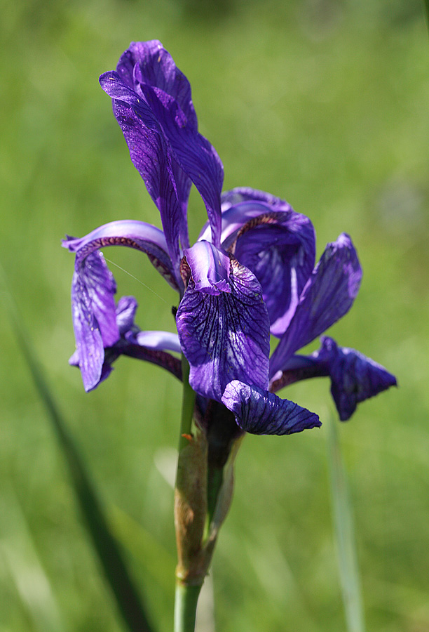 Ирис дикорастущий Iridaceae