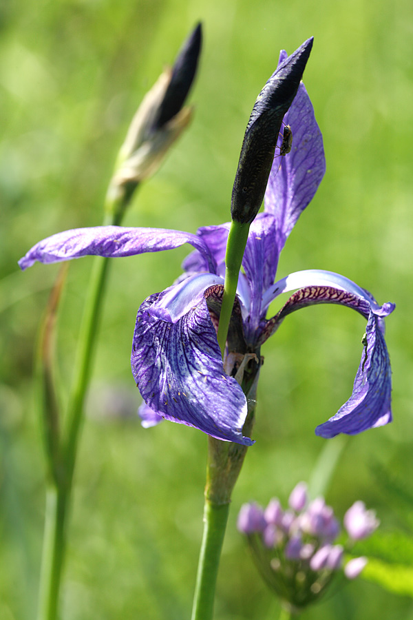 Ирис дикорастущий Iridaceae