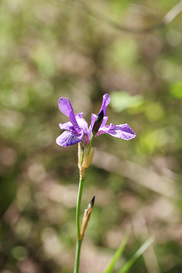 Ирис дикорастущий Iridaceae