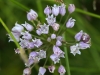 Дикий лук Allium