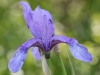 Ирис дикорастущий Iridaceae