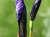 Ирис дикорастущий Iridaceae