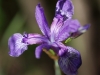 Ирис дикорастущий Iridaceae