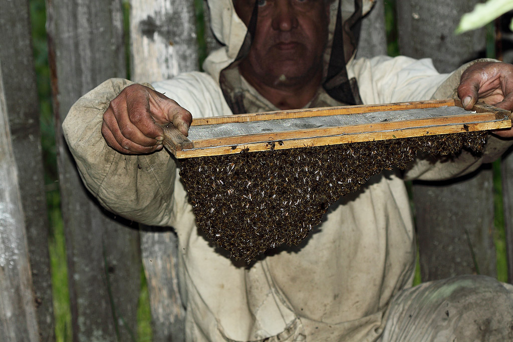 Роевня для пчёл: различные размеры и конструкции на заказ