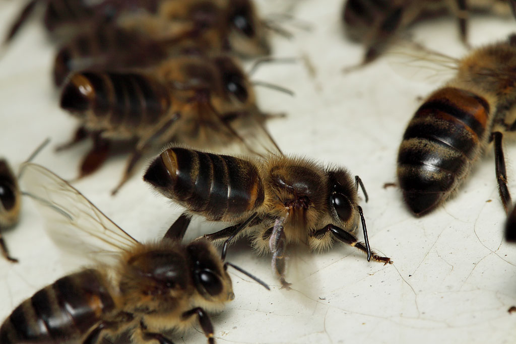 Пчела машет крылышками на доске подавая задним пчелам сигнал заходить в улей