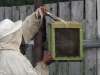 Роевня с пчелами