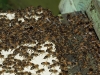 Пчелы заходят в улей