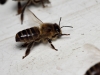 Пчела машет крылышками на доске подавая задним пчелам сигнал заходить в улей