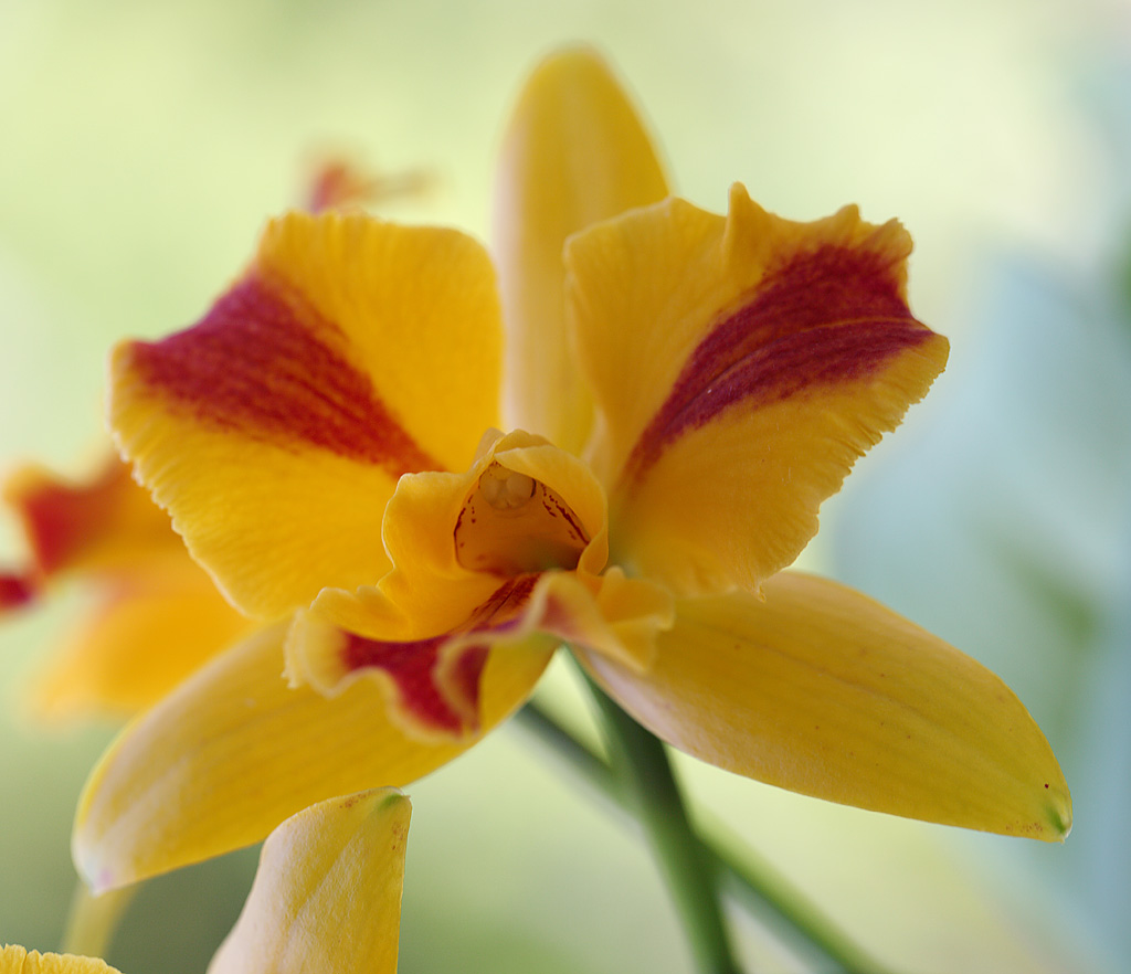 Орхидея Rhyncattleanthe Burana Beauty