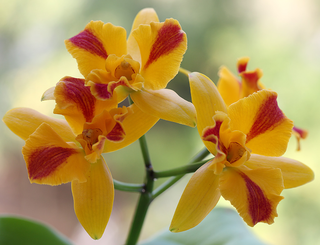 Орхидея Rhyncattleanthe Burana Beauty