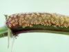 Ржавчинный гриб Puccinia caricina