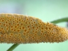 Ржавчинный гриб Puccinia caricina