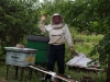 Осталось подождать полного захода всех пчёл