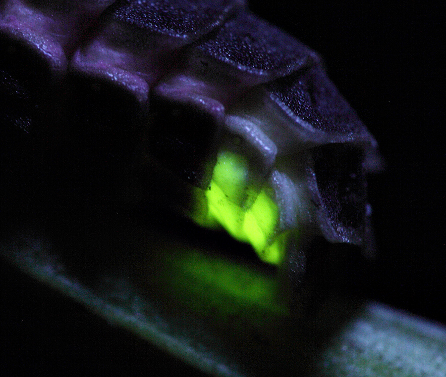 Светлячок обыкновенный Lampyrus noctiluca