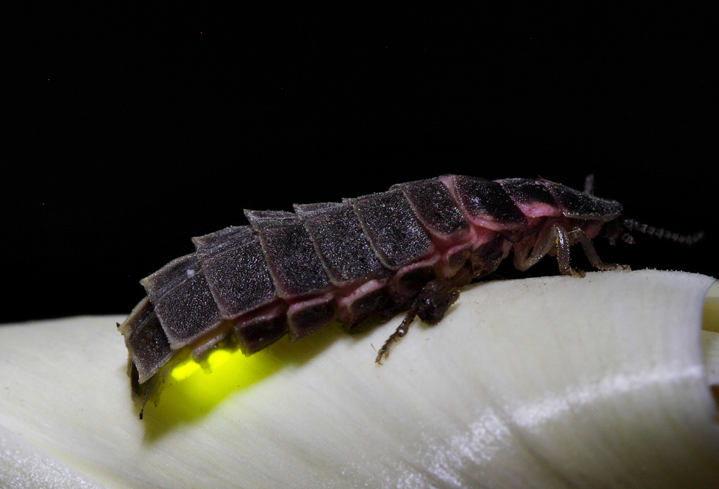 Светлячок обыкновенный Lampyrus noctiluca