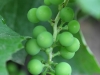 Будущие ягоды винограда