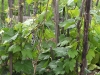 Общий вид куста винограда