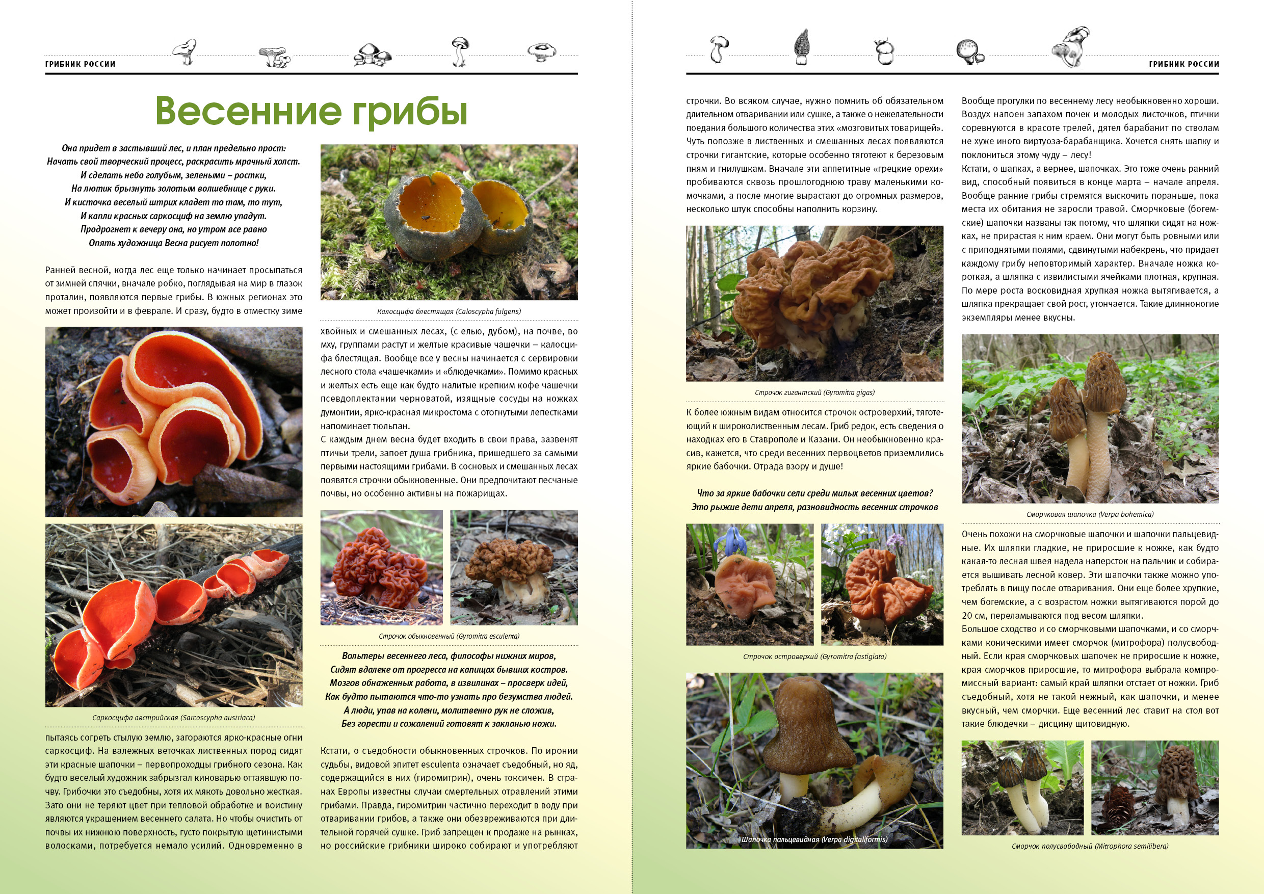 Журнал про грибы